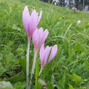 Crocus, i fiori che segnano l'arrivo dell'autunno