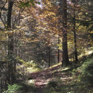 Sentiero che da Calalzo va a Rizzios