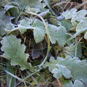 Brina mattutina