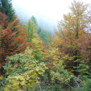 Verso i piani dell'Antelao
